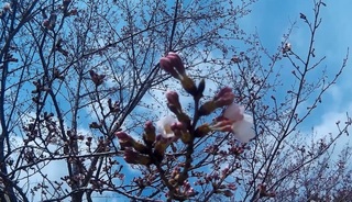 24.桜.jpg