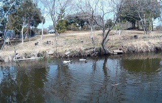 26.店主の飼ってるカモが3羽.jpg